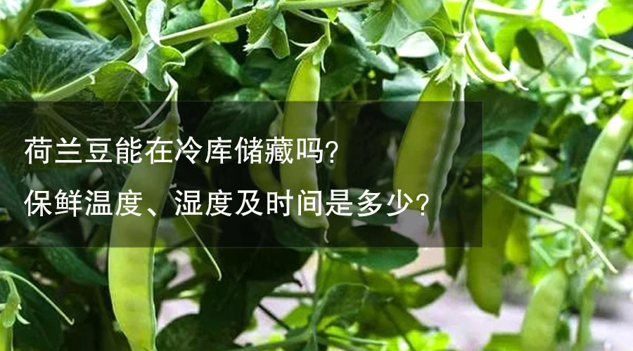 荷蘭豆能在冷庫(kù)儲(chǔ)藏嗎？保鮮溫度、濕度及時(shí)間是多少？