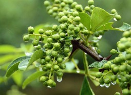 甘肅天水麥積鮮花椒2400平米冷庫設(shè)計方案