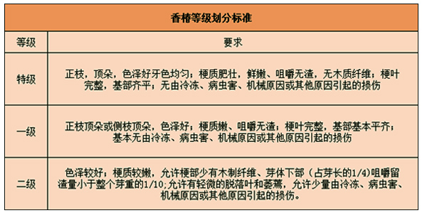 香椿入冷庫前的分級工作