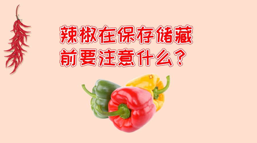 辣椒在保存儲藏前要注意什么？