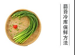 蒜薹（蒜苔、蒜毫）冷庫儲藏方法是什么？保鮮期可達(dá)半年以上！