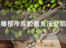 橄欖果在冷庫可以貯藏多久？這樣做保鮮2個(gè)月！